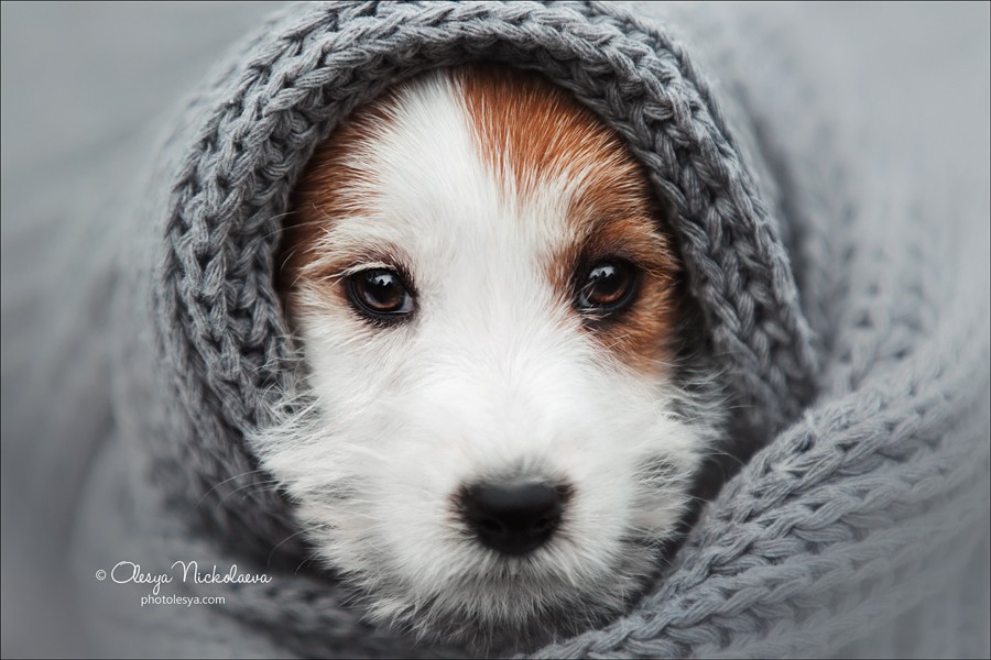 щенки ◆ puppies