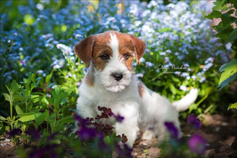 щенки ◆ puppies