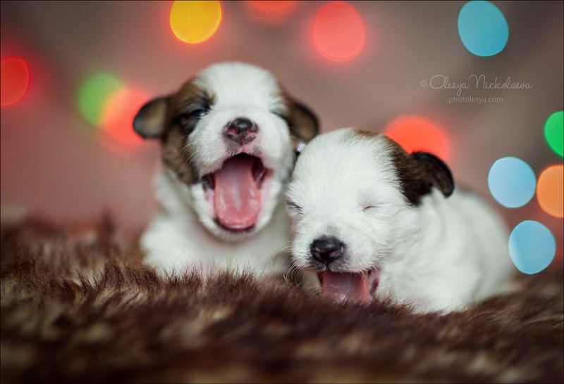 щенки ◆ puppies