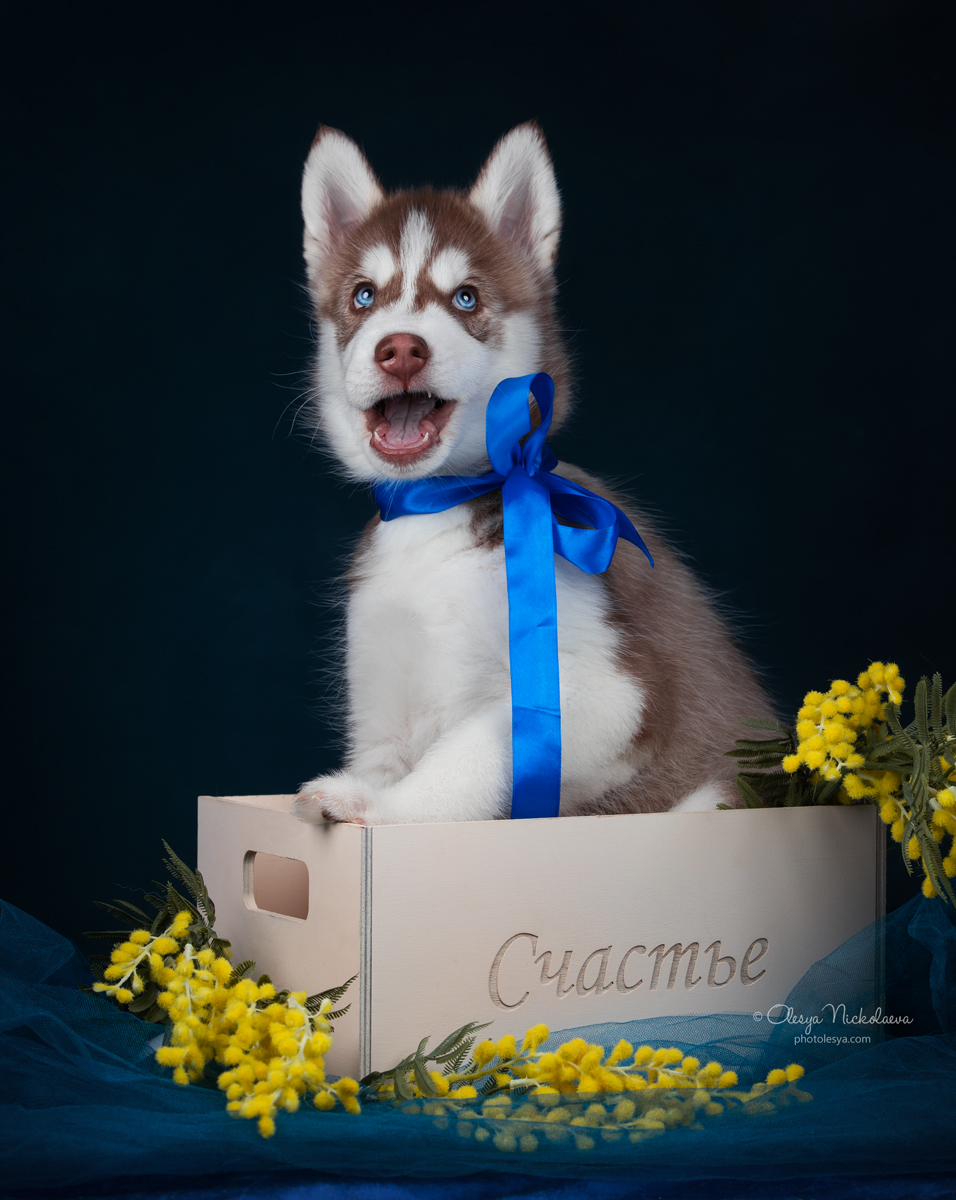 щенки ◆ puppies