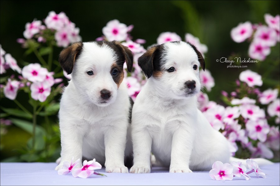 щенки ◆ puppies