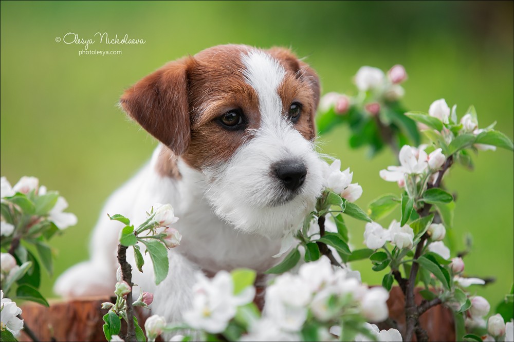 щенки ◆ puppies