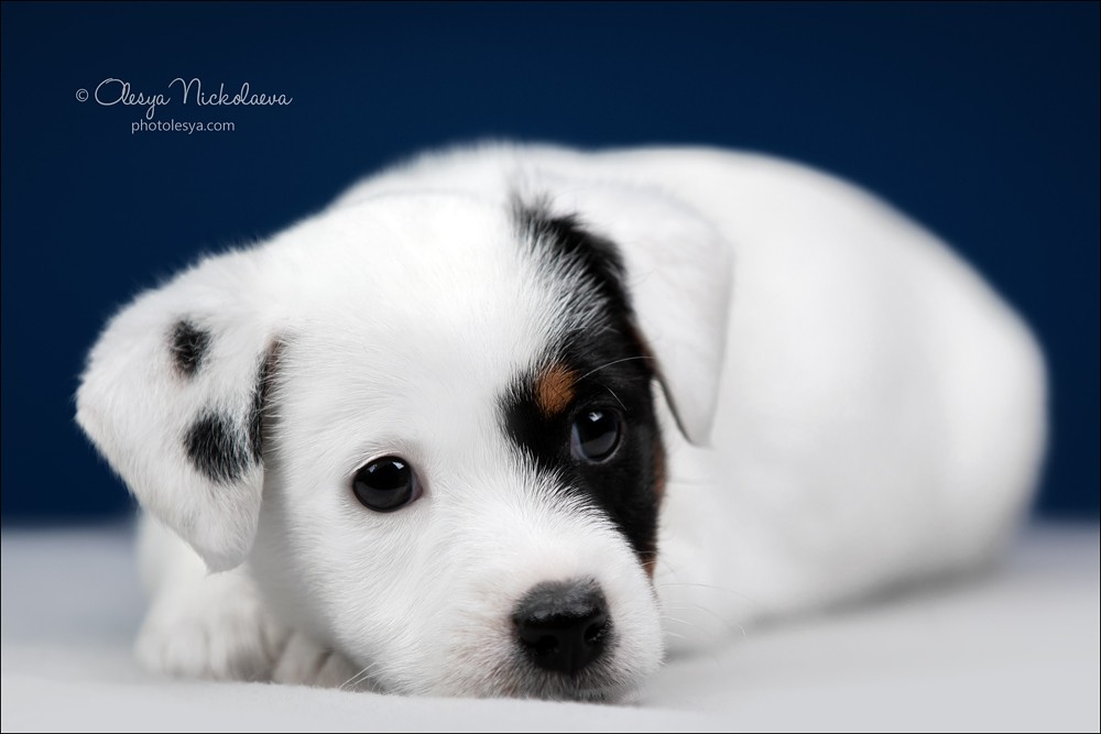 щенки ◆ puppies