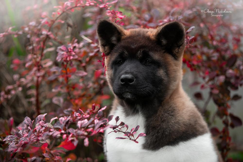 щенки ◆ puppies