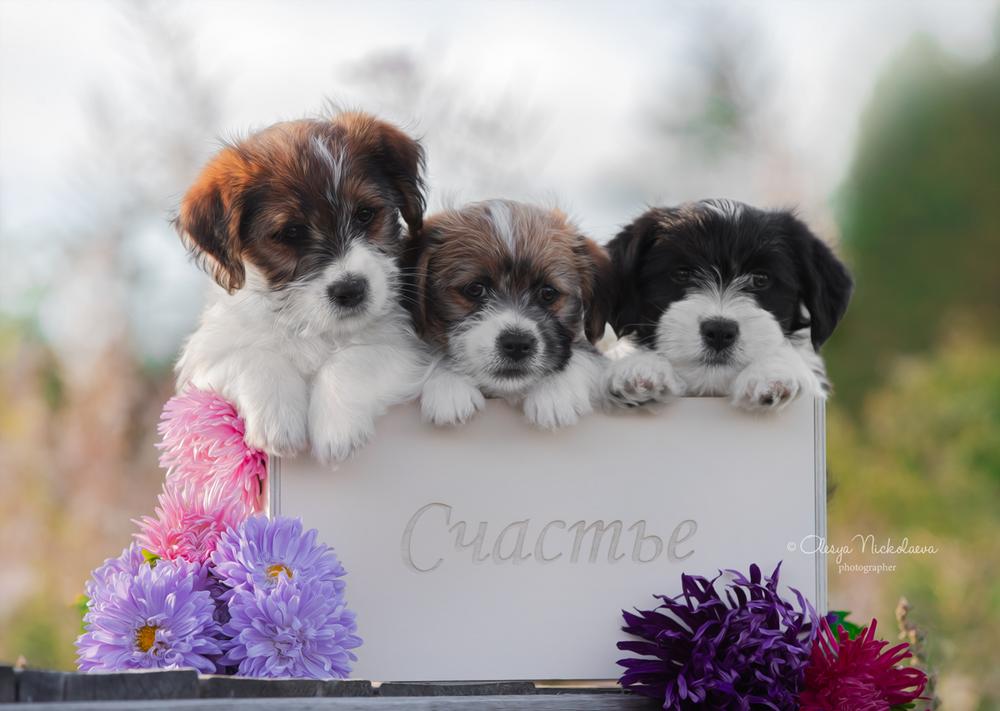 щенки ◆ puppies
