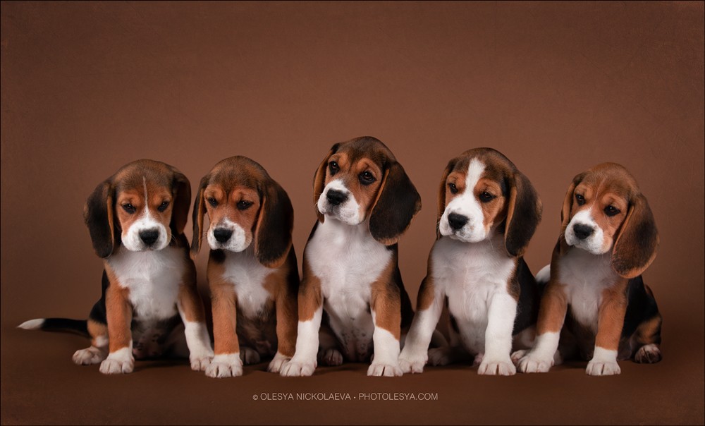 щенки ◆ puppies