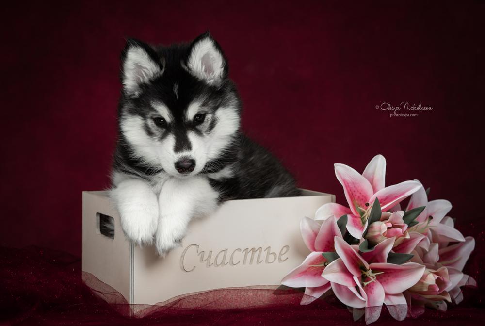 щенки ◆ puppies