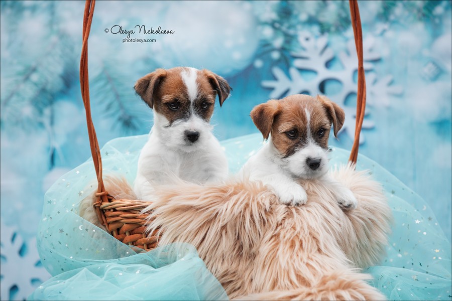 щенки ◆ puppies