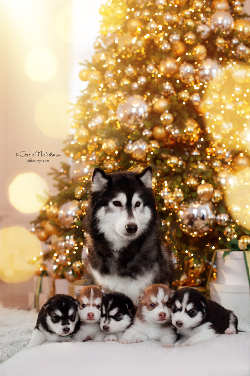 щенки ◆ puppies