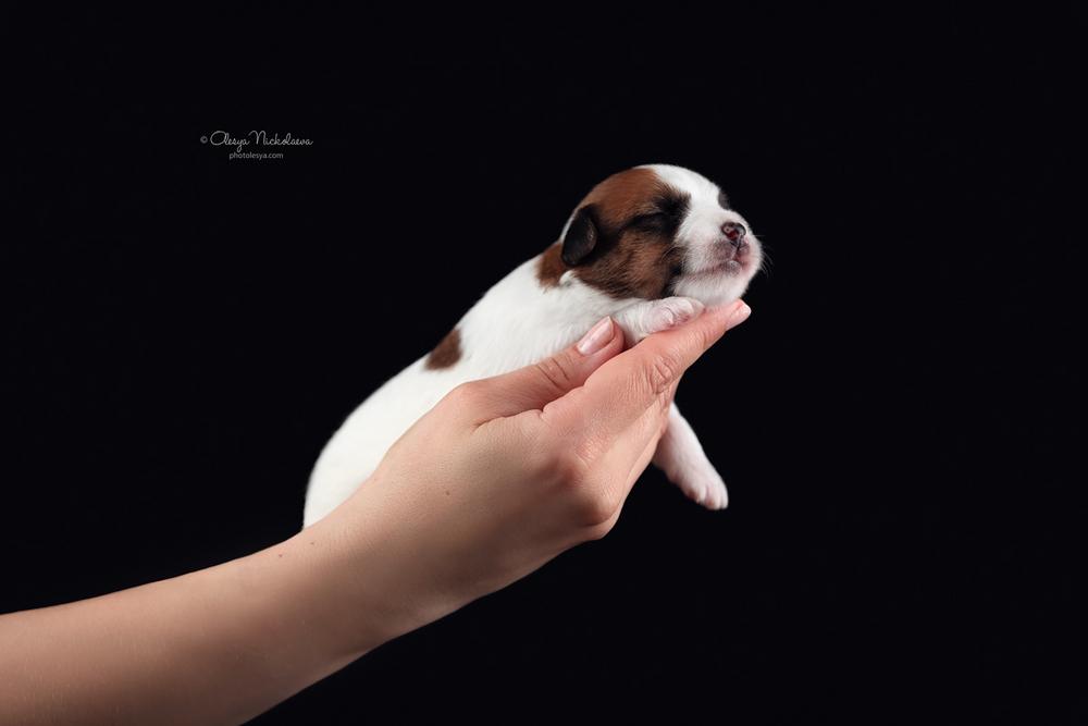 щенки ◆ puppies