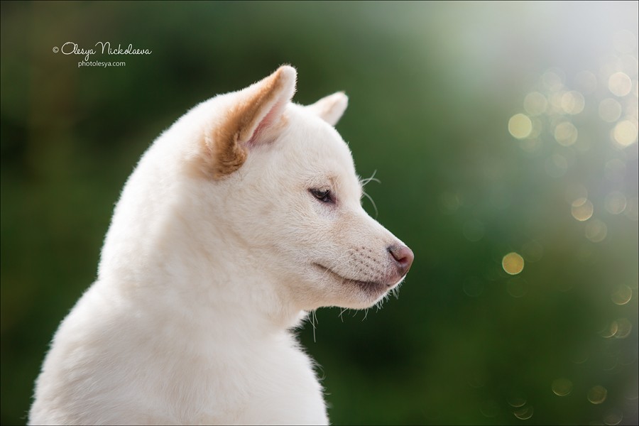 щенки ◆ puppies