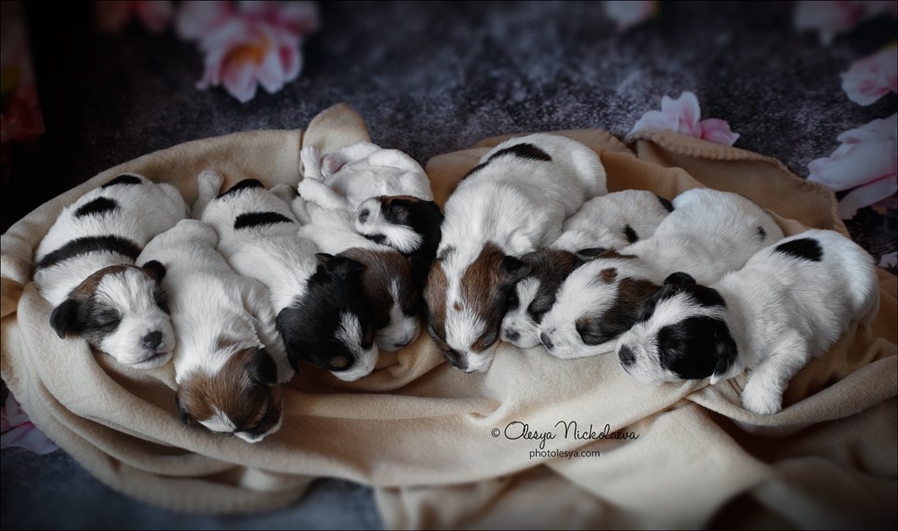 щенки ◆ puppies