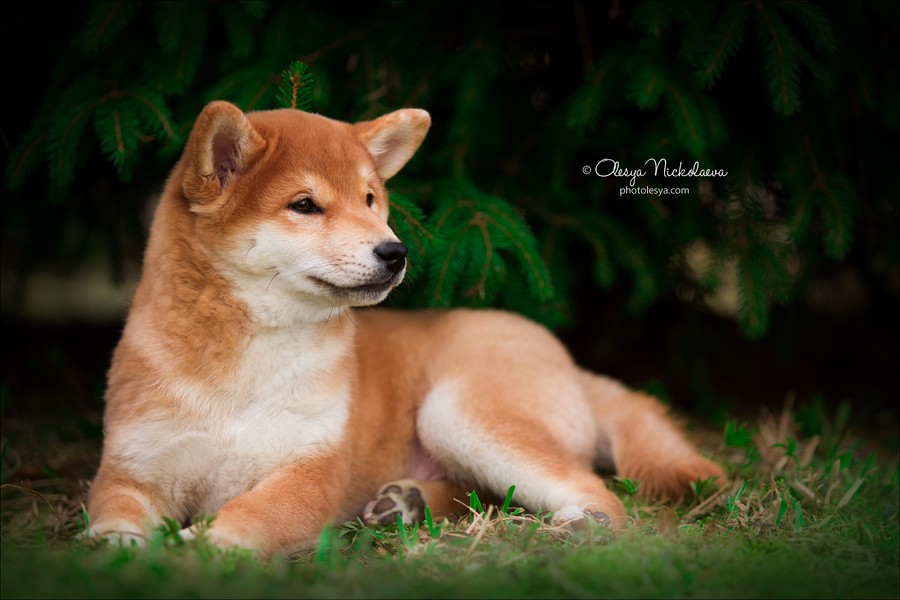щенки ◆ puppies