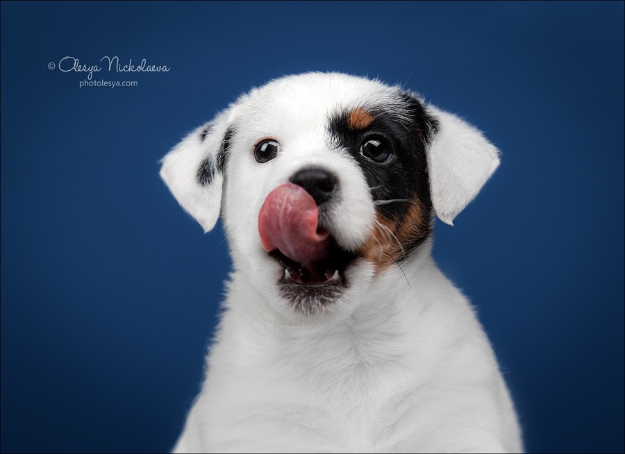 щенки ◆ puppies