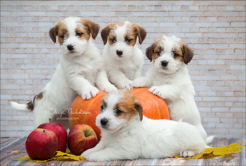 щенки ◆ puppies