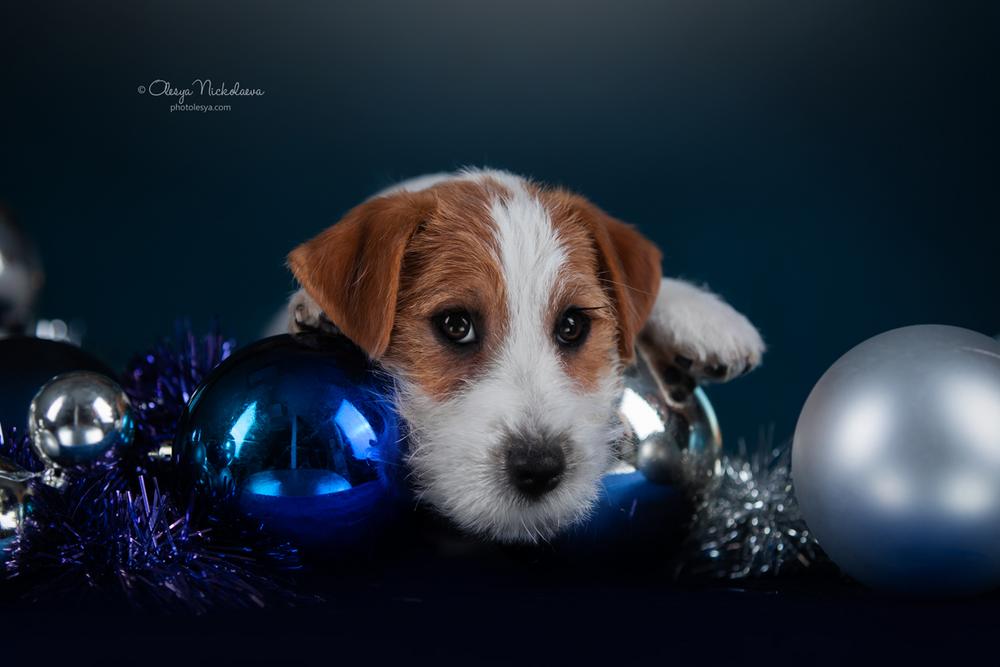 щенки ◆ puppies