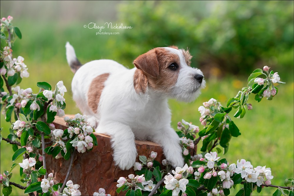 щенки ◆ puppies