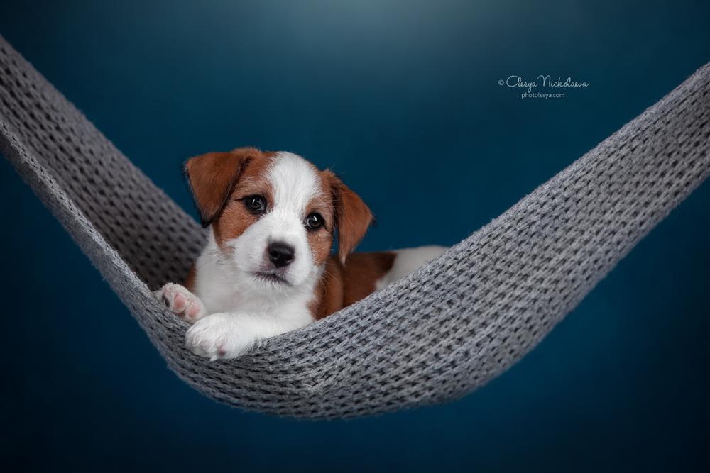 щенки ◆ puppies