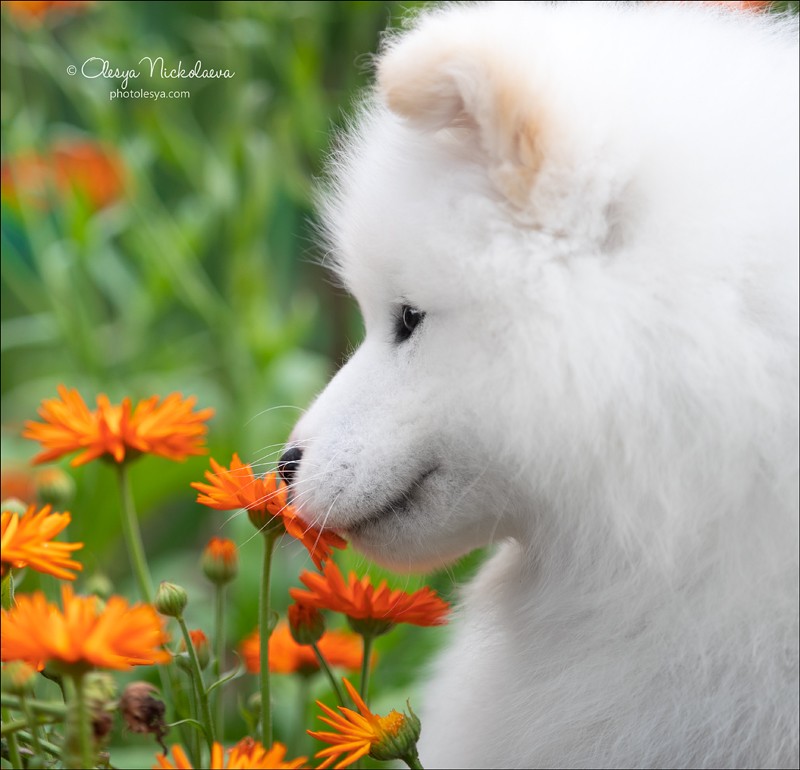 щенки ◆ puppies
