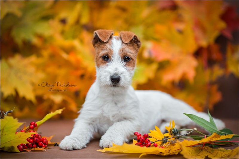 щенки ◆ puppies