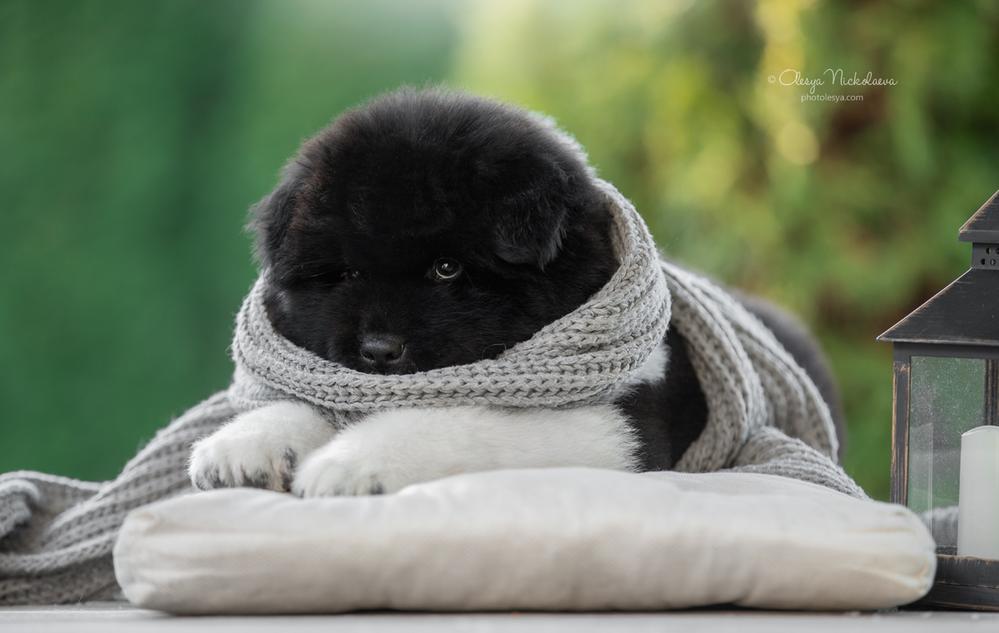 щенки ◆ puppies