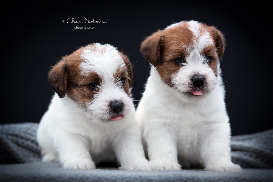 щенки ◆ puppies