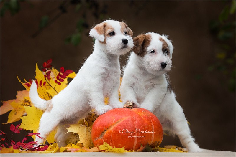 щенки ◆ puppies
