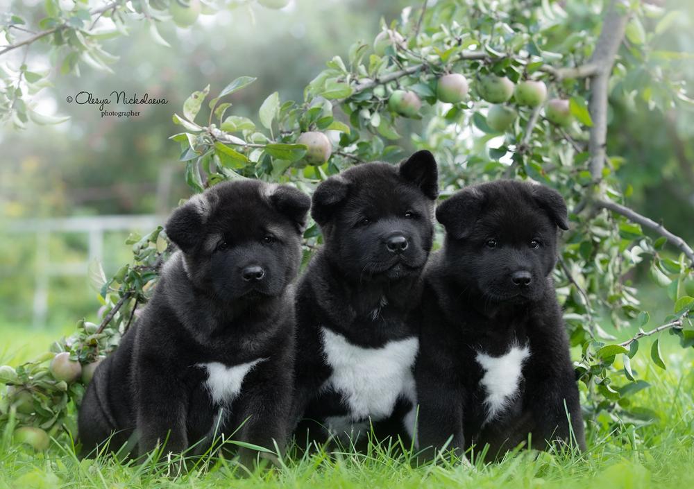 щенки ◆ puppies