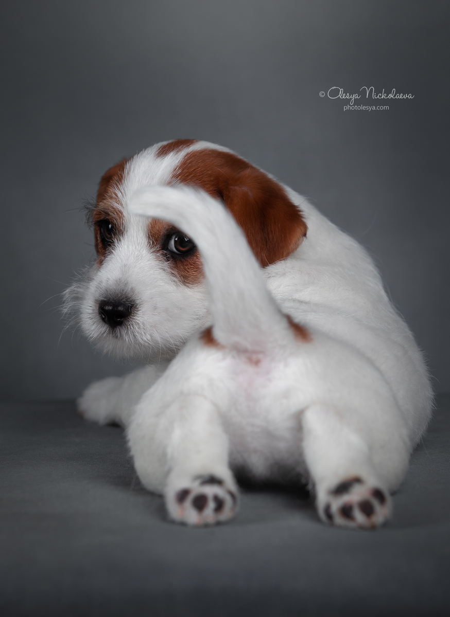 щенки ◆ puppies