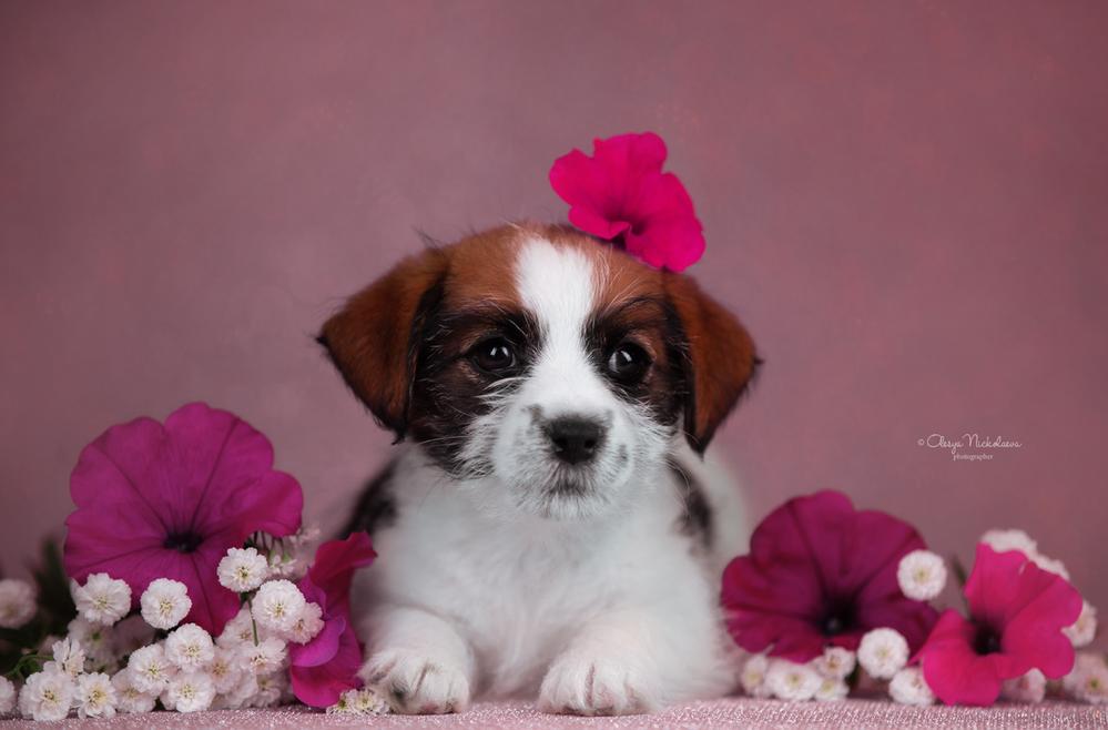 щенки ◆ puppies