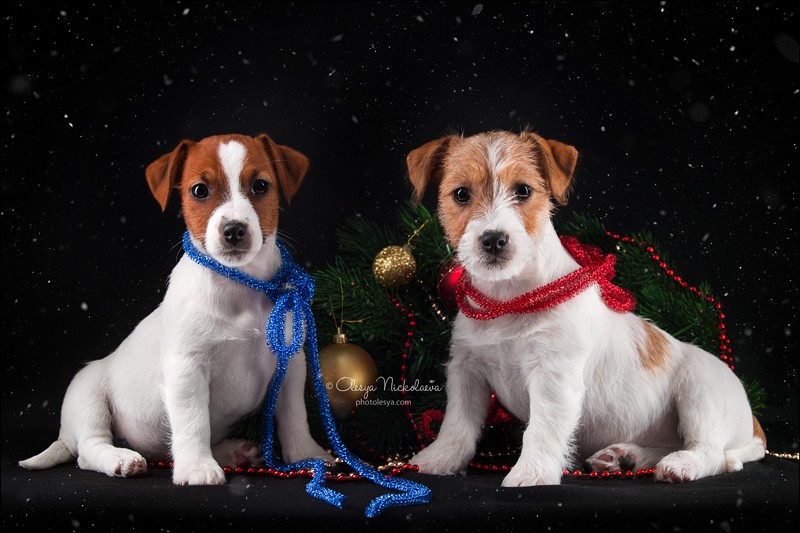 щенки ◆ puppies