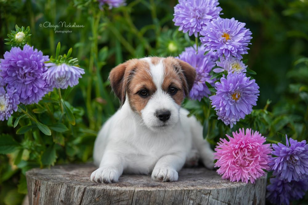 щенки ◆ puppies