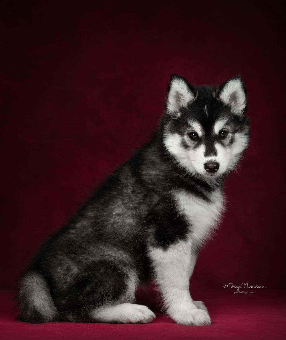 щенки ◆ puppies