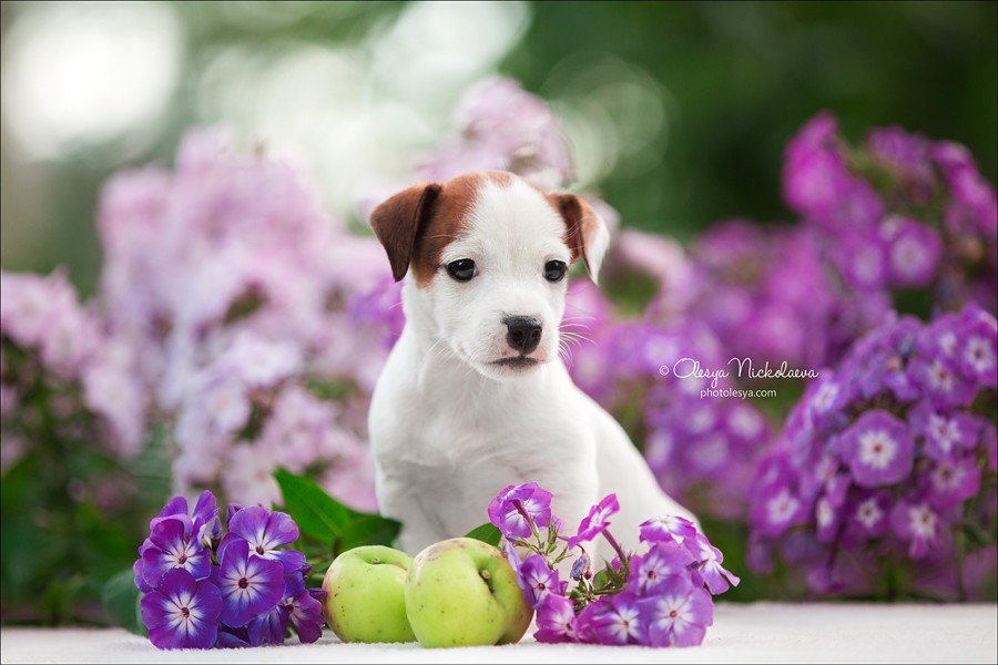 щенки ◆ puppies