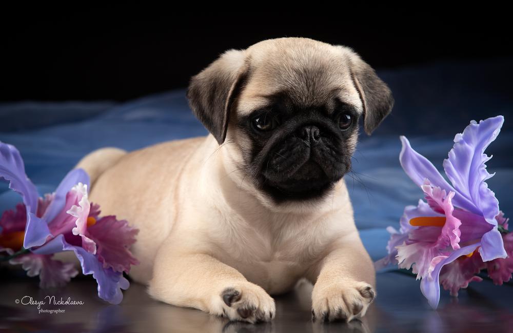 щенки ◆ puppies