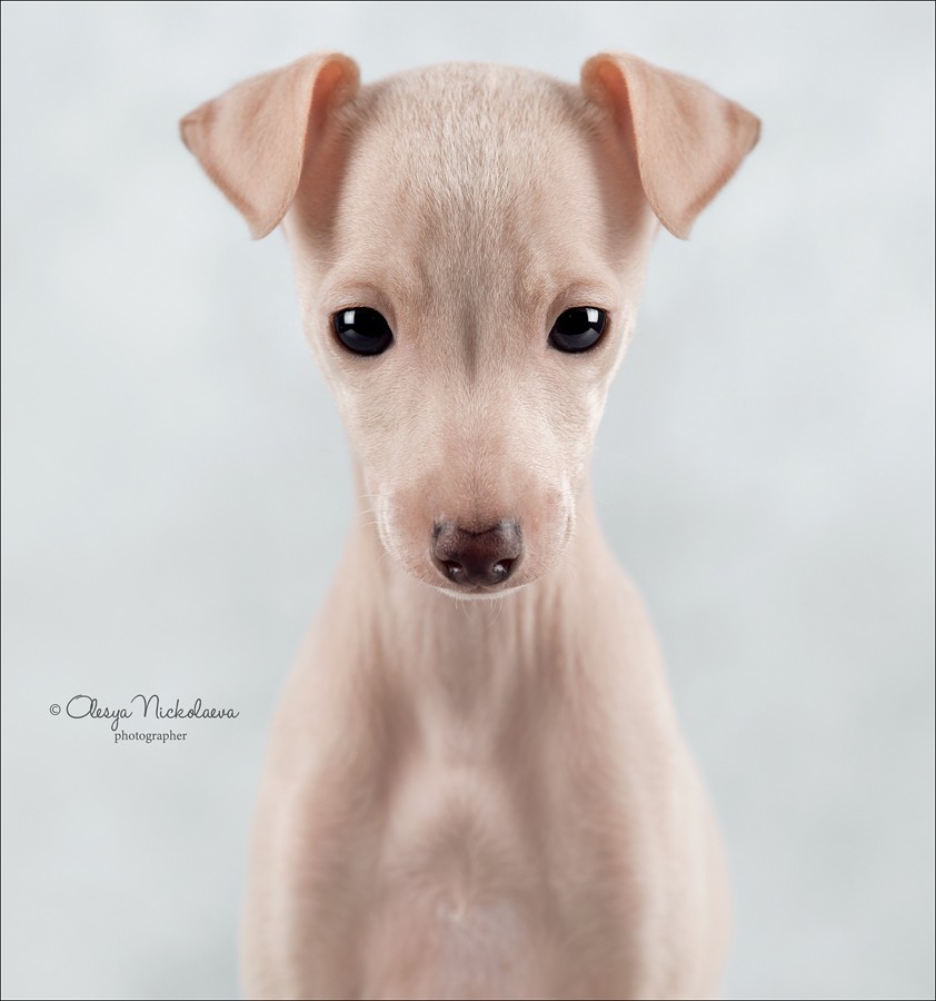щенки ◆ puppies