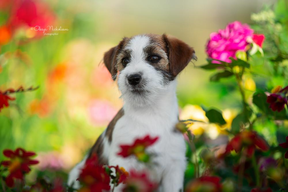 щенки ◆ puppies