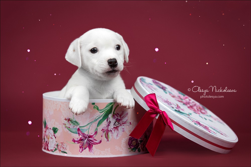 щенки ◆ puppies