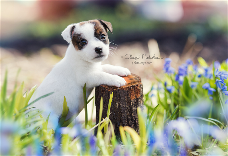 щенки ◆ puppies