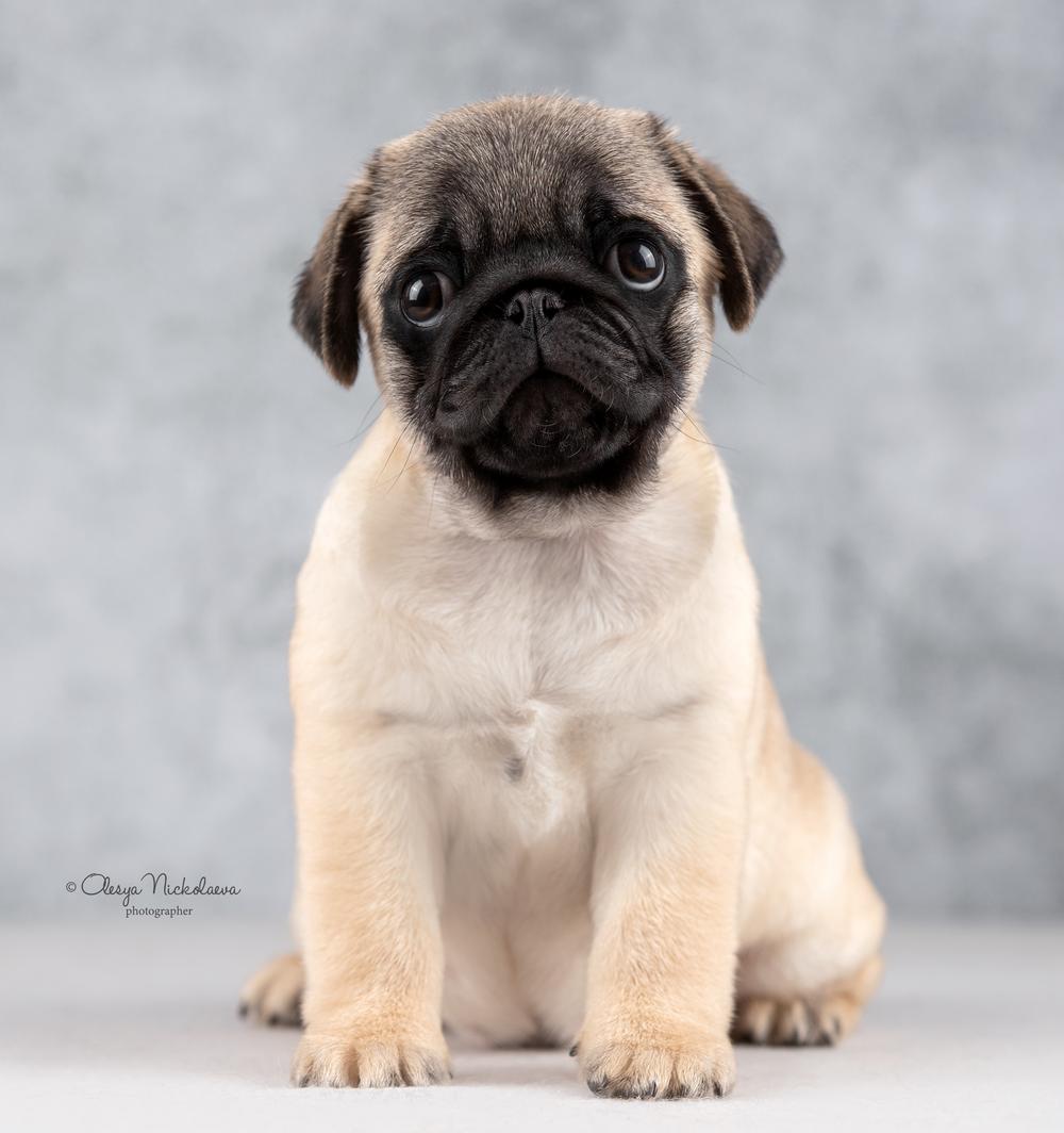 щенки ◆ puppies