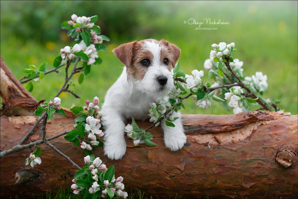 щенки ◆ puppies