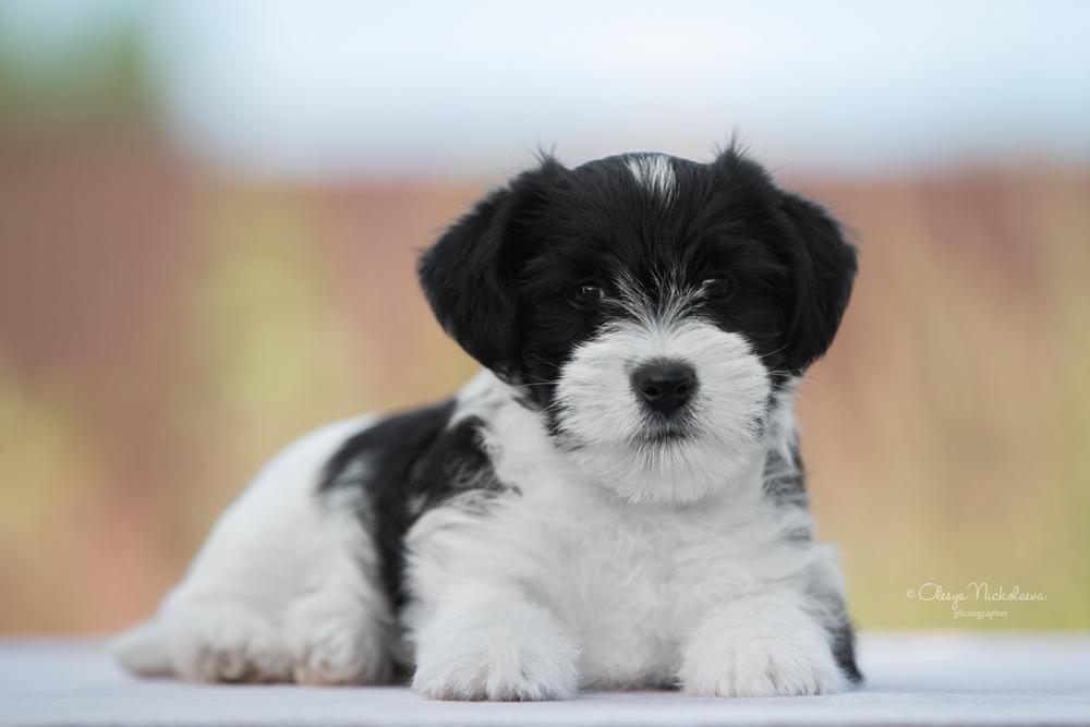 щенки ◆ puppies