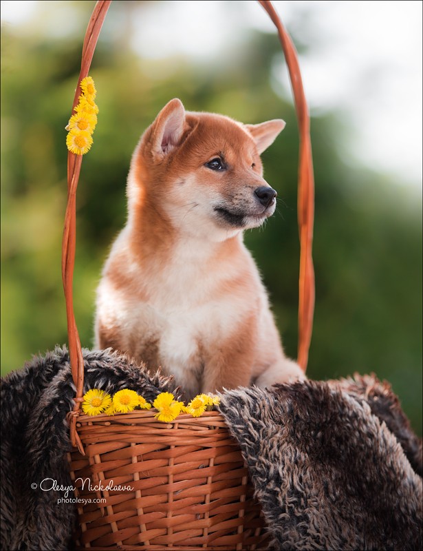 щенки ◆ puppies
