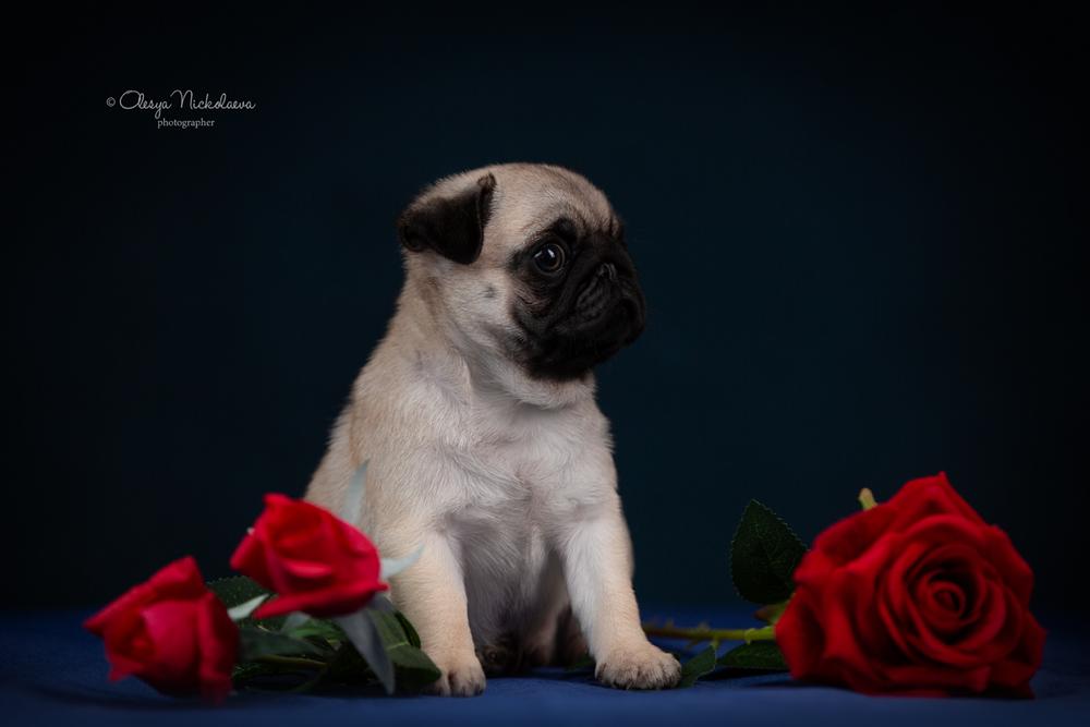 щенки ◆ puppies