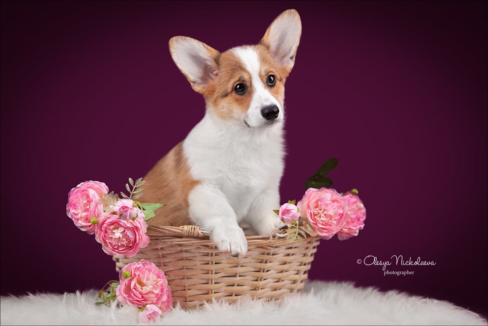 щенки ◆ puppies