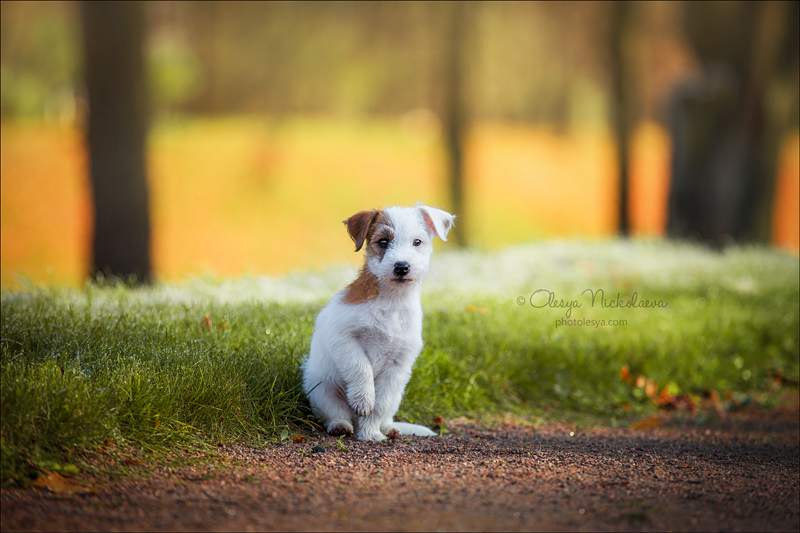 щенки ◆ puppies