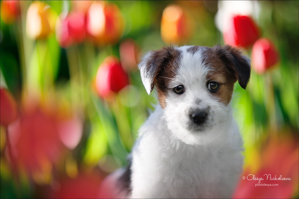 щенки ◆ puppies