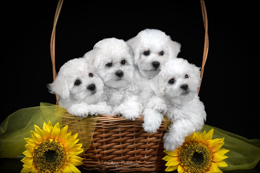 щенки ◆ puppies