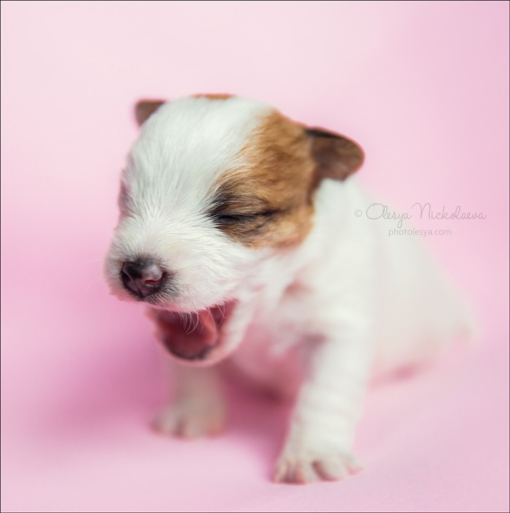 щенки ◆ puppies