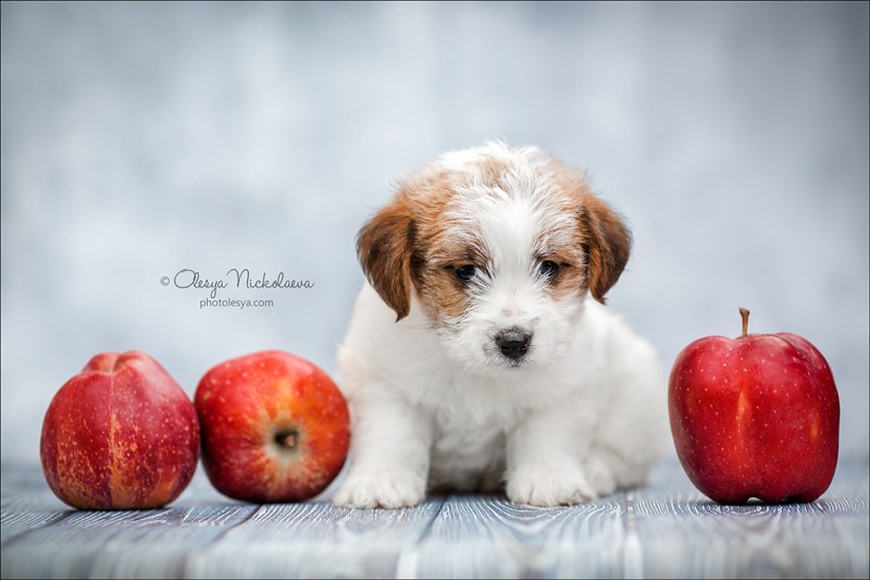 щенки ◆ puppies